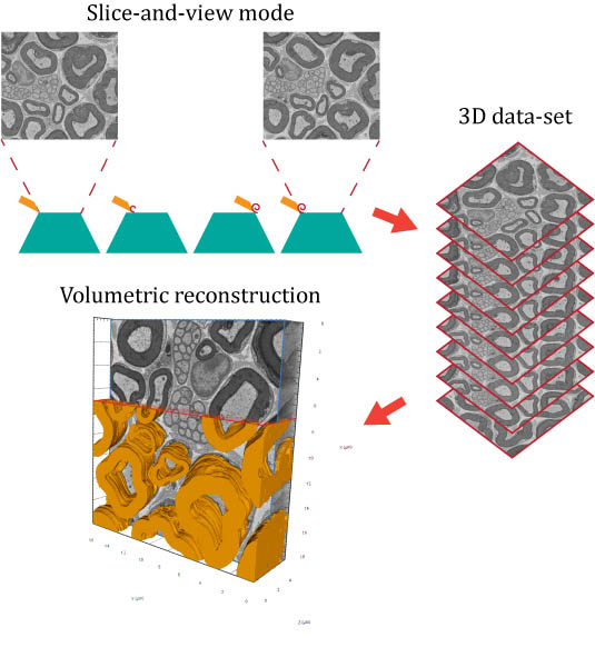 Volumetric recontruction