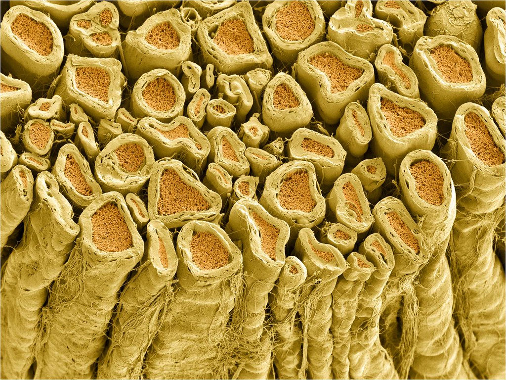 Myelinated axons