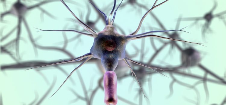 myelinated neuron