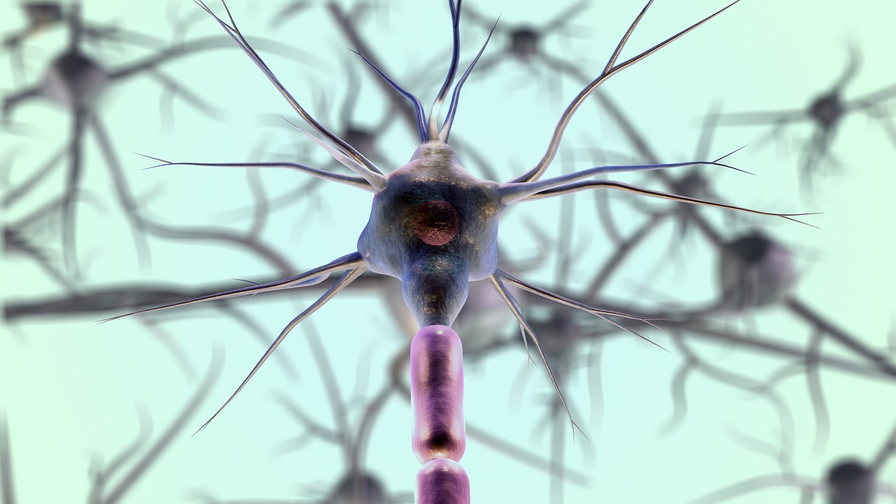 myelinated neuron